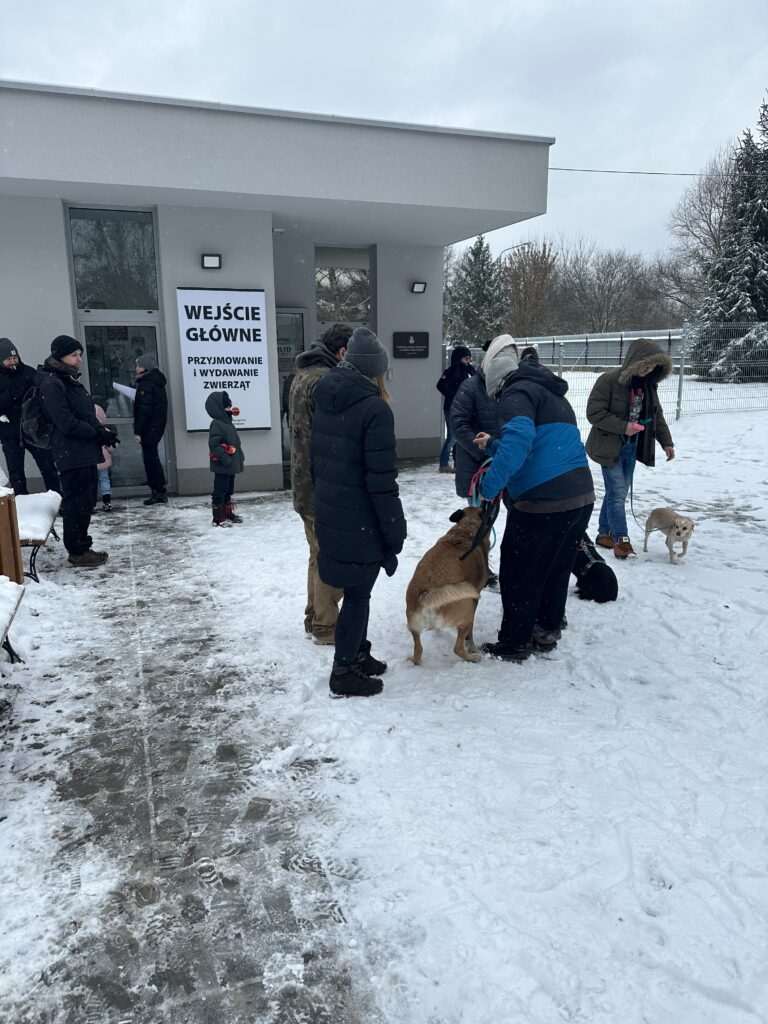 Wielki sukces Akcji Mrozy! 32 psy znalazły nowy dom i to nie koniec