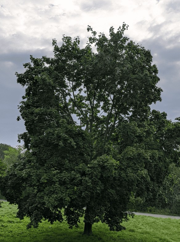 Zamiast twarzy na Instagramie seria zdjęć tego samego drzewa. O co chodzi artyście Rzekomo? [WYWIAD]