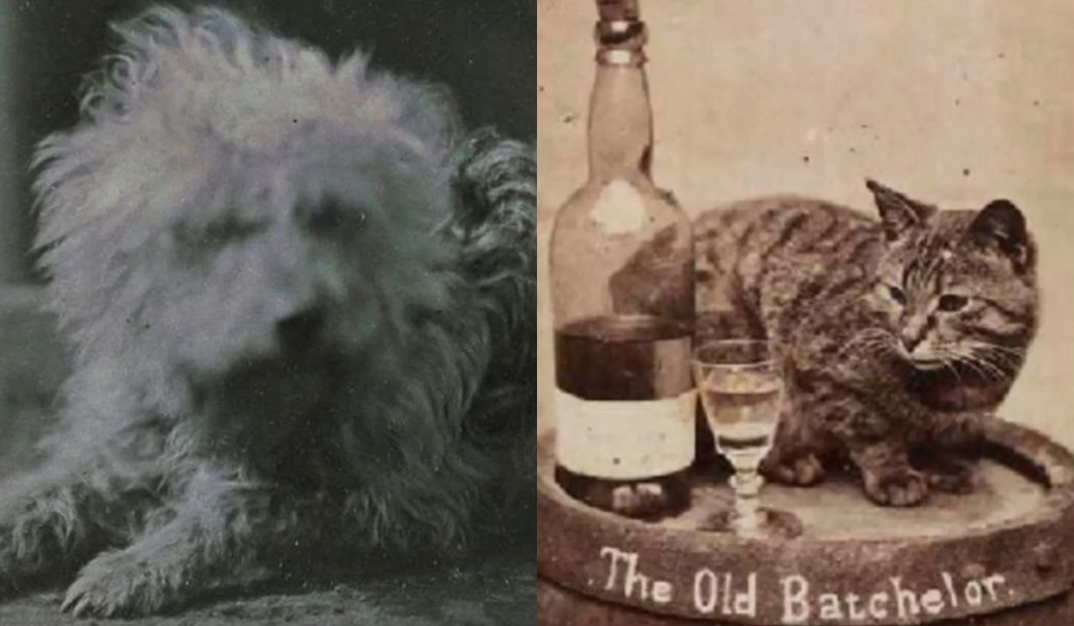 Najstarsze portrety naszych pupili odkyte w Anglii