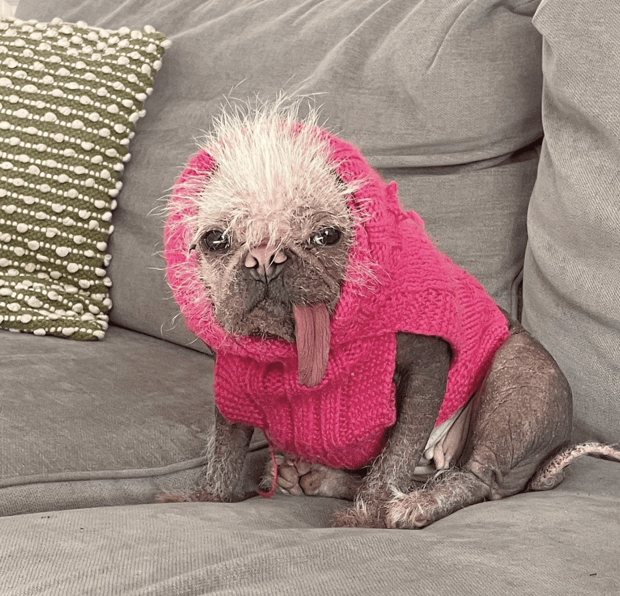 Najbrzydszy pies Wielkiej Brytanii gwiazdą światowego kina