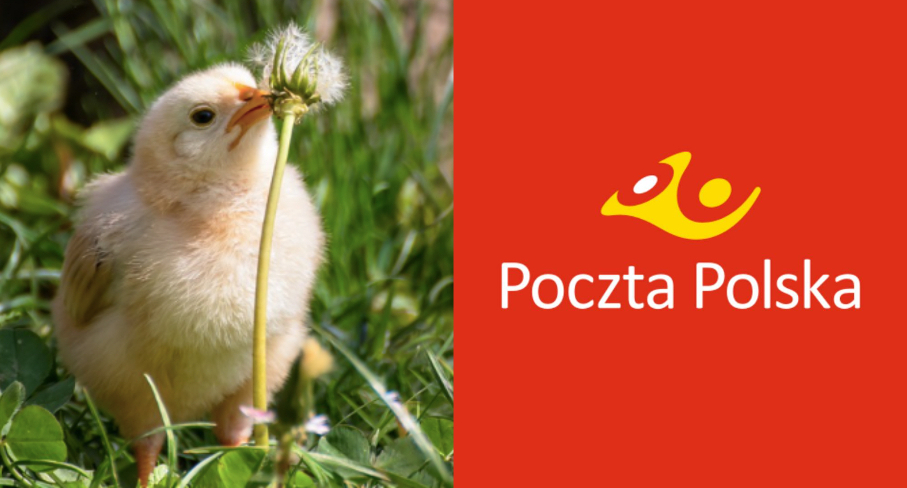 Poczta Polska wznawia wysyłkę żywych zwierząt – w sieci burza. „Średniowiecze”