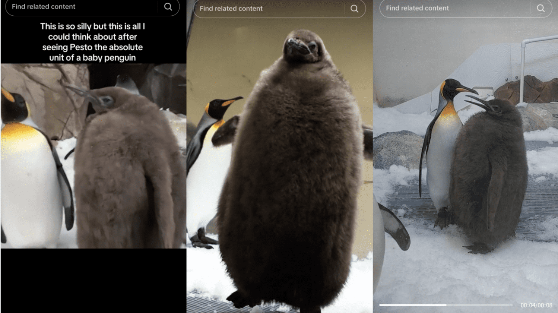 Poznajcie Pesto! Puchatego ulubieńca internetu