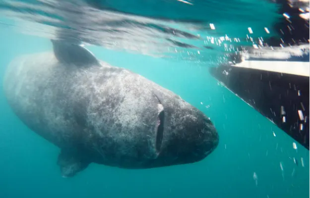 Rekin Polarny dożywa 400 lat. Tajemnica długowieczności odkryta