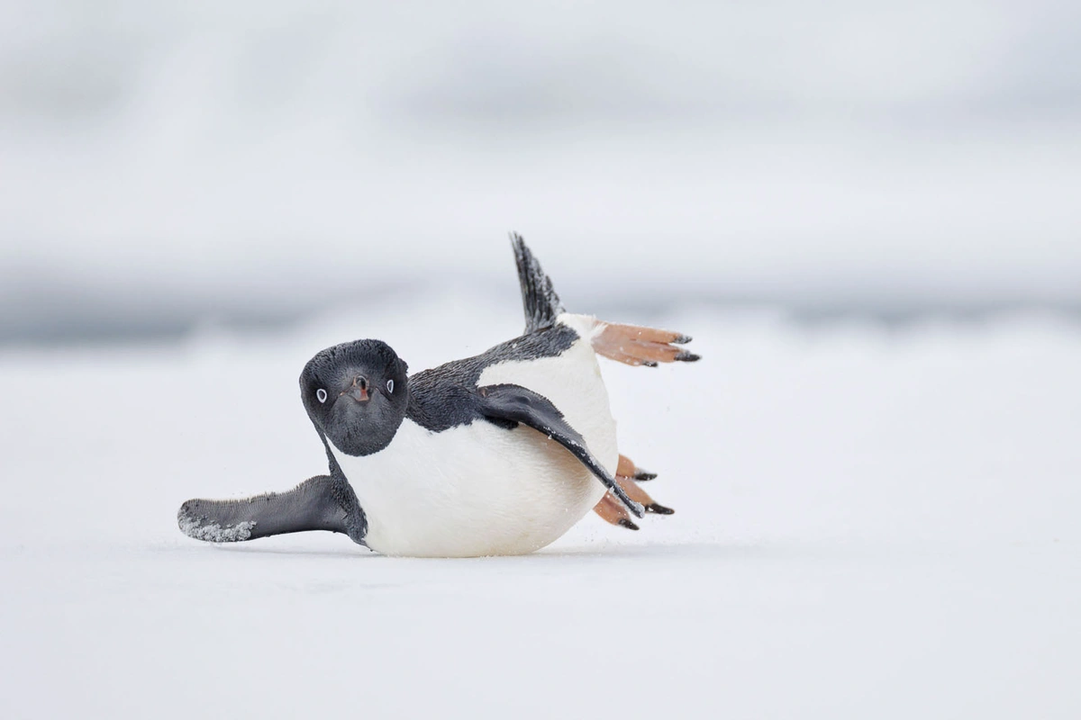 Znamy zwycięzców konkursu Bird Photographer of the Year