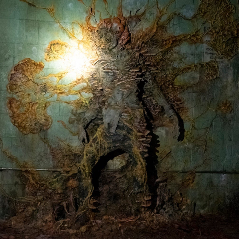 W Szkocji znaleziono grzyb z serialu „The Last of Us” – zamienia ofiary w zombie