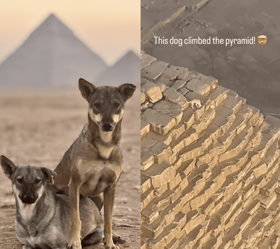 Pies na szczycie piramidy Cheopsa – nagranie, które podbiło Internet [WIDEO]