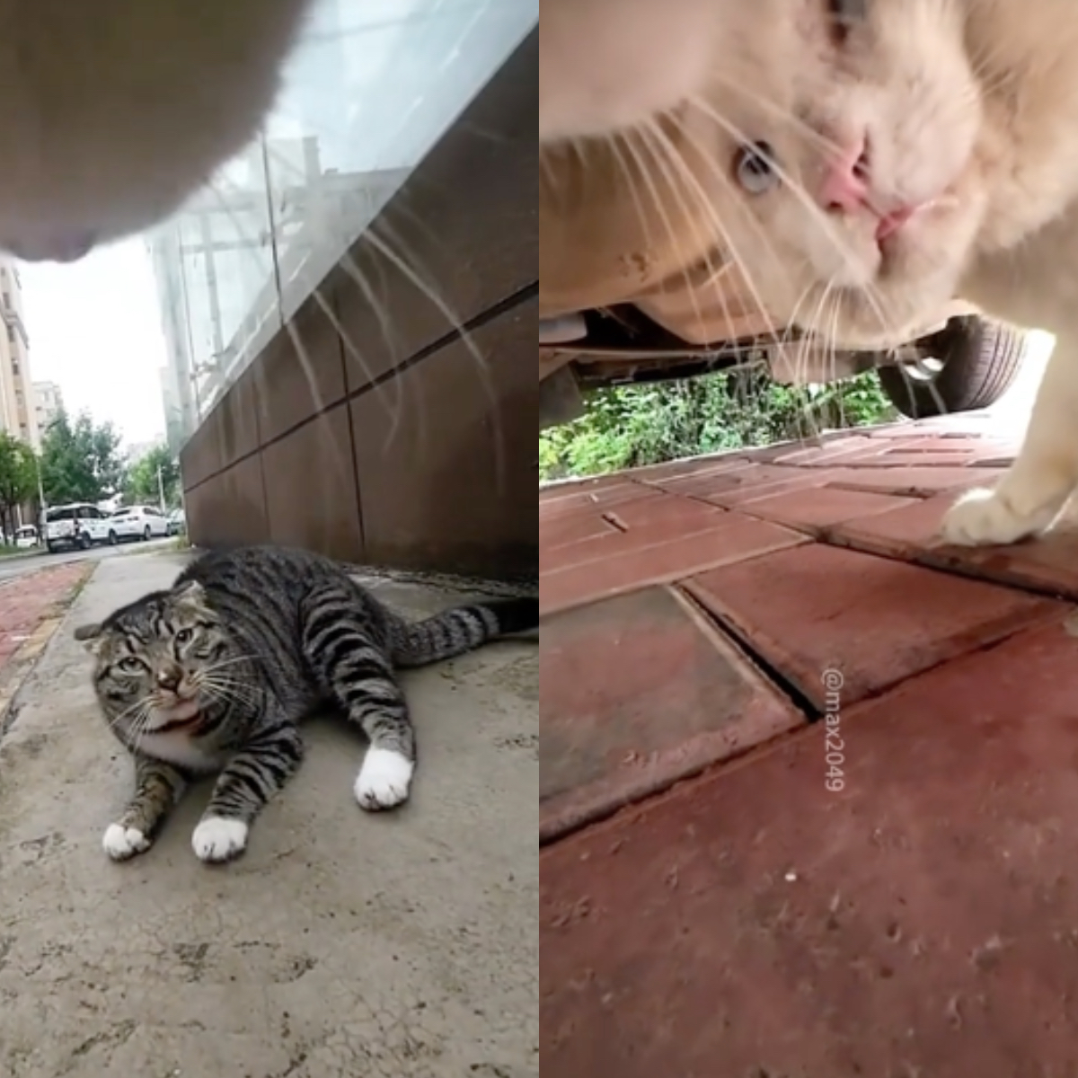 Maxwell – kot, który rzadzi TikTokiem