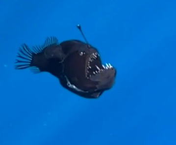 „U kresu życia zobaczyła światło”. Ryba głębinowa rozczuliła Internautów na całym świecie