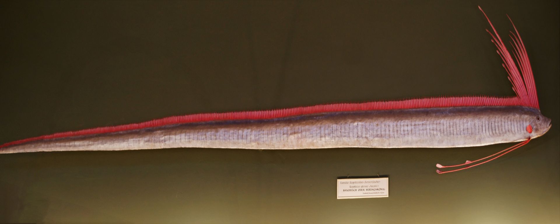 Zły omen z oceanu – ryba zagłady wróciła na plaże