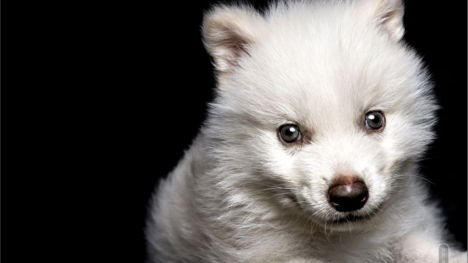 Wymarły 10 000 lat temu gatunek wilka został przywrócony do życia