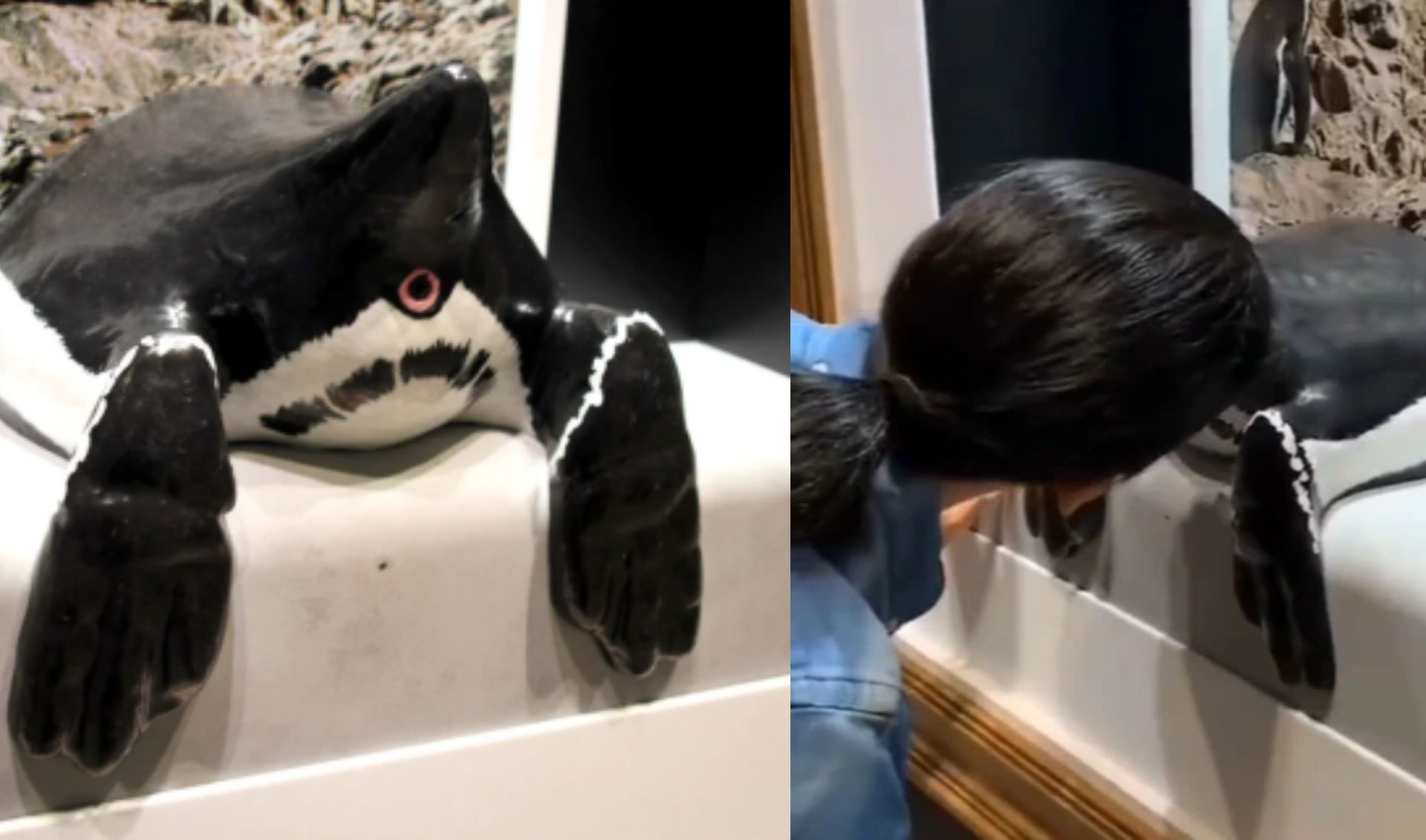 W Japonii otwarto muzeum z zapachami zwierzęcych odbytów. Chętnych nie brakuje [WIDEO]