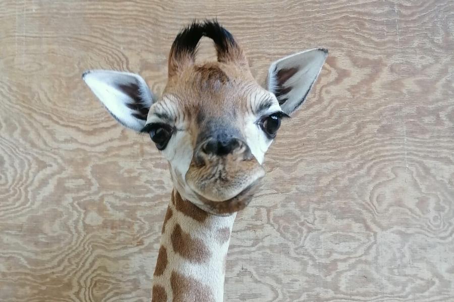 Sto lat Pietruszko! Mała żyrafa z warszawskiego zoo zdobyła serca Polaków