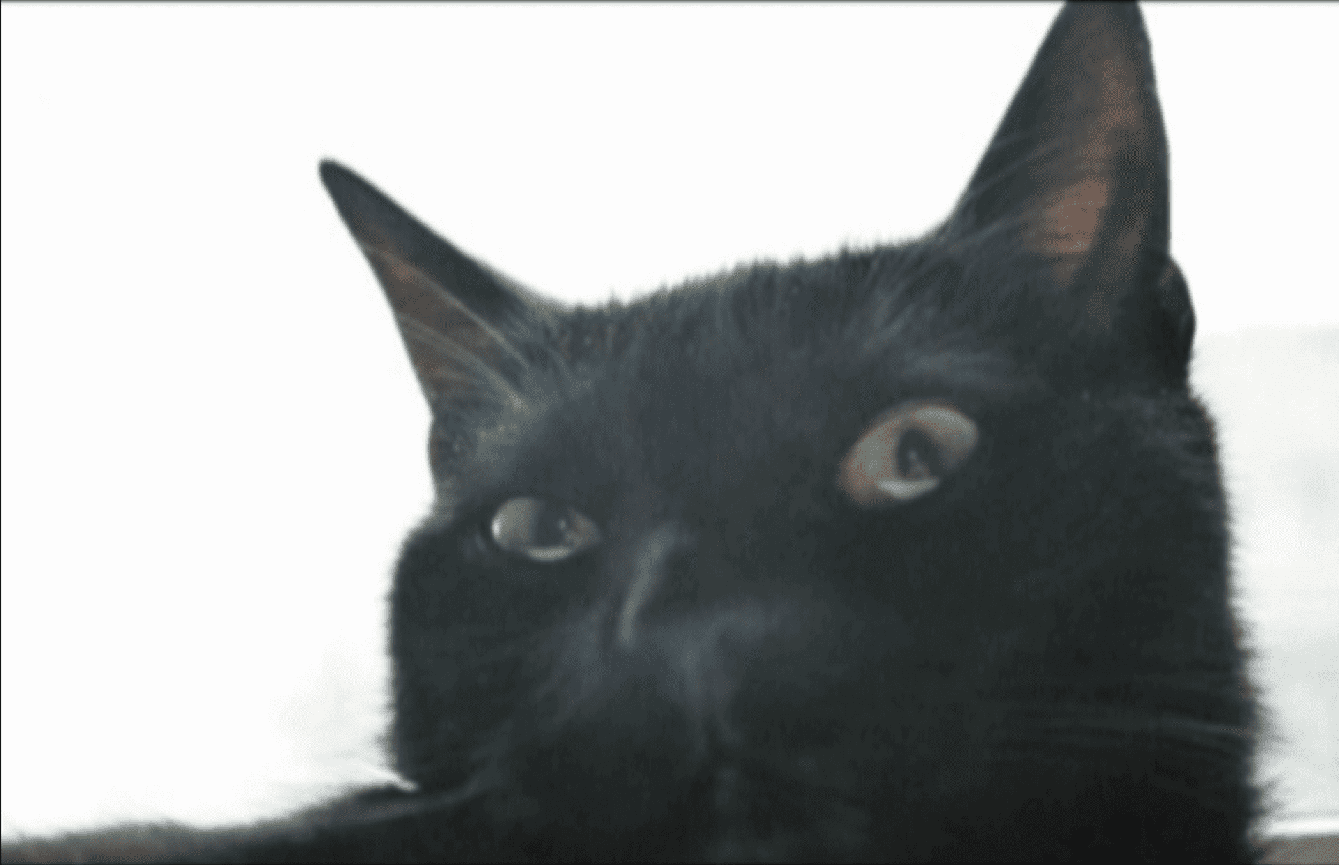 „Elementy dekoracyjne wnętrz”: napięcia, lęki, zwątpienia. Wystawa Dominiki Olszowy w U–jazdowskim