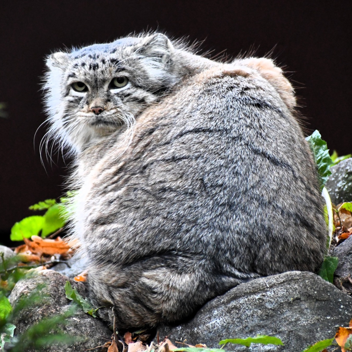 Polski manul zdyskwalifikowany – internauci wysyłają groźby. Morawiecki: „Sprawa jest poważna!”