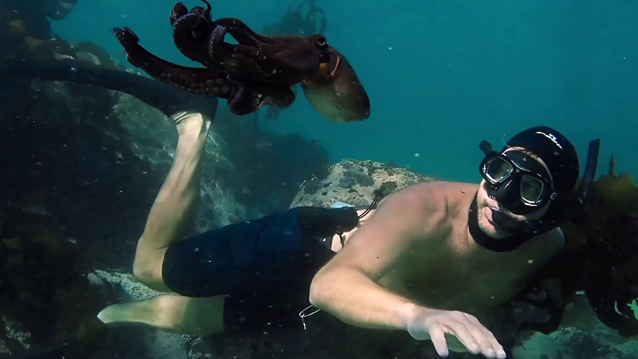 „Czego nauczyła mnie ośmiornica” – Netflix