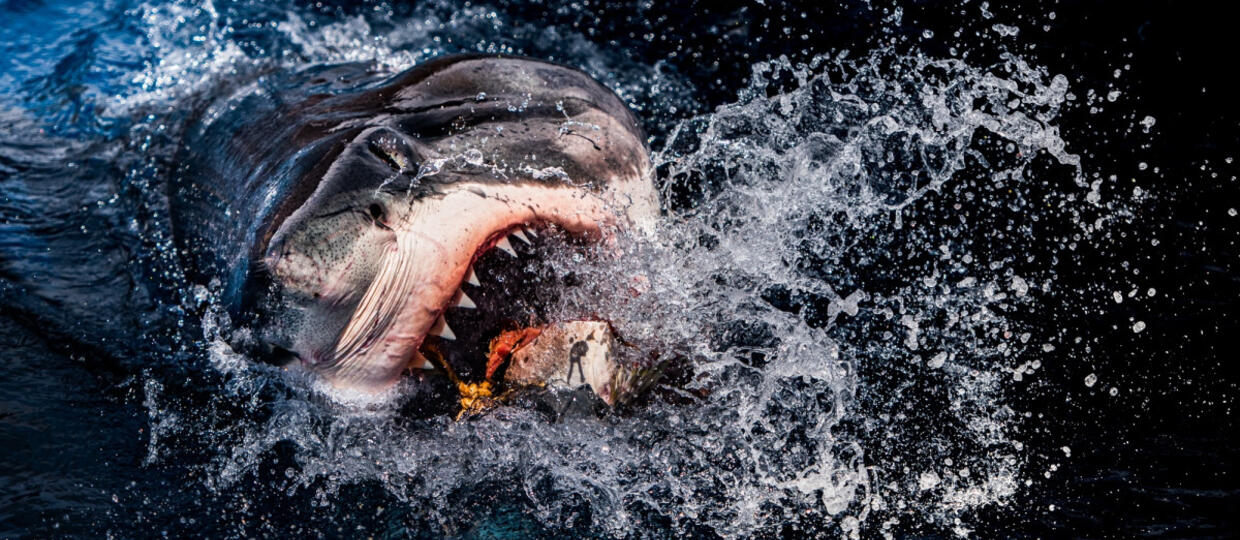 „Szczęki” („Jaws”) – wszystkie części na Amazon Prime