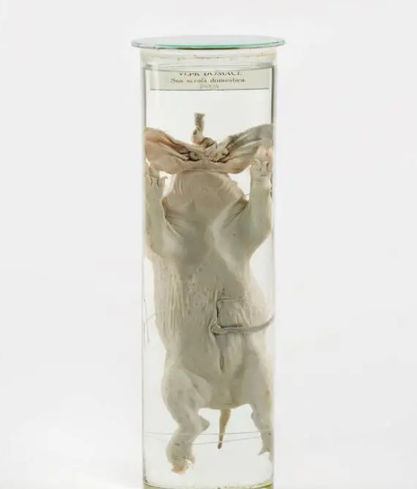 Świnia domowa z dwoma pyskami zakonserwowana w słoiku - Narodowe Muzeum Rolnictwa w Czechach