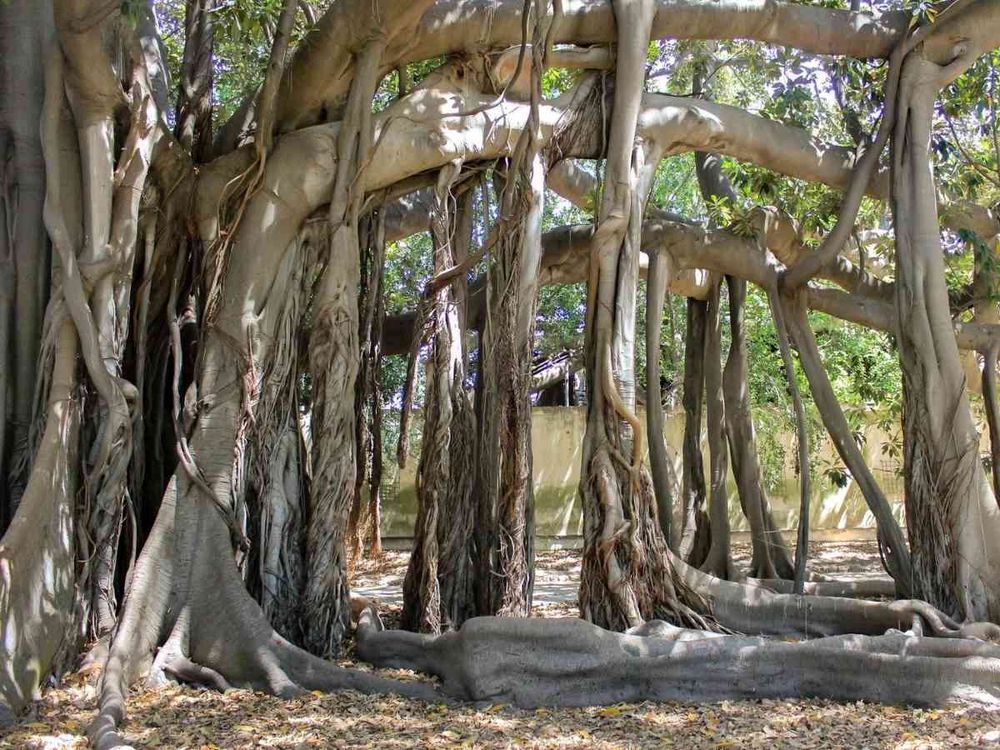 Figowiec olbrzymi GATUNEK: FIGOWIEC WIELKOLISTNY WIEK: 173 LATA REGION: PALERMO, SYCYLIA, WŁOCHY