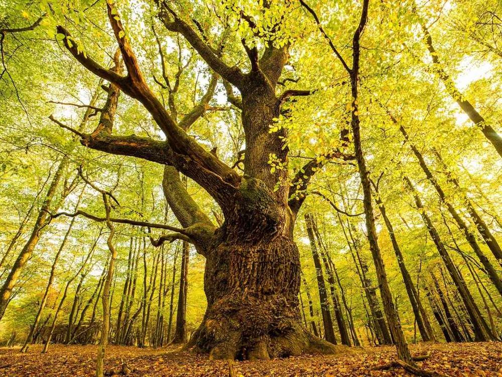 Dąb pospolity – Smoczy dąb GATUNEK: DĄB POSPOLITY WIEK: 700 LAT REGION: LAS WE WSI LOZORNO, SŁOWACJA