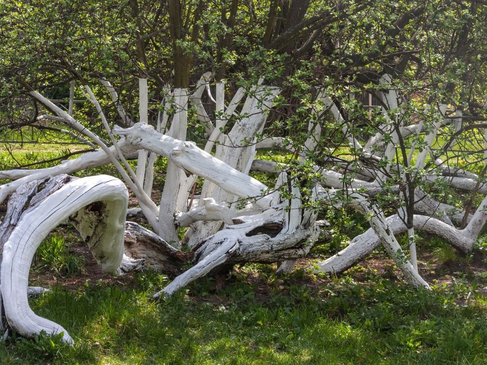 Kolonia jabłoni z Królewca GATUNEK: JABŁOŃ WIEK: 220 LATA REGION: KRÓLEWIEC, UKRAINA