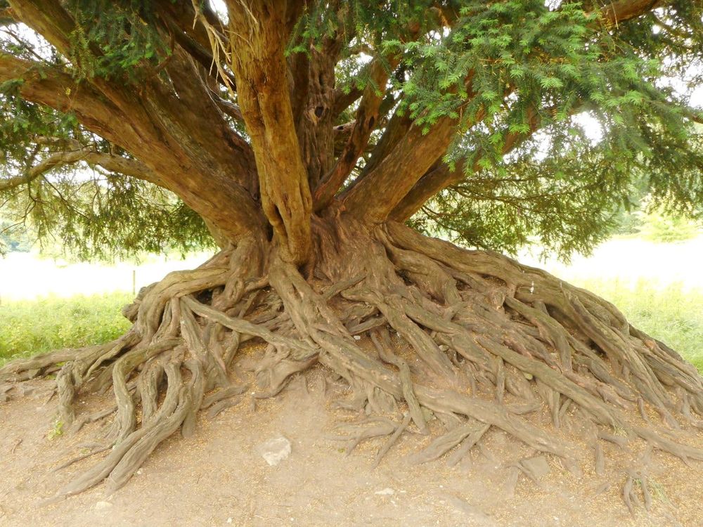 Cis z opactwa Waverley GATUNEK: CIS WIEK: 500 LAT REGION: FARNHAM, ANGLIA